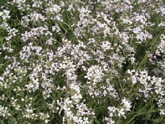 IMG_0209.JPG