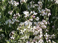 IMG_0248.JPG