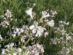 IMG_0249.JPG