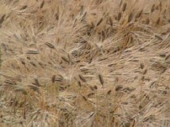 IMG_0317.jpg